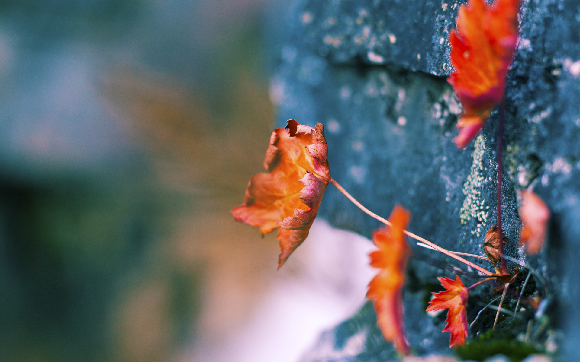 _鹈鹕队团结奋战，追逐季后赛席位_，鹈鹕队吧