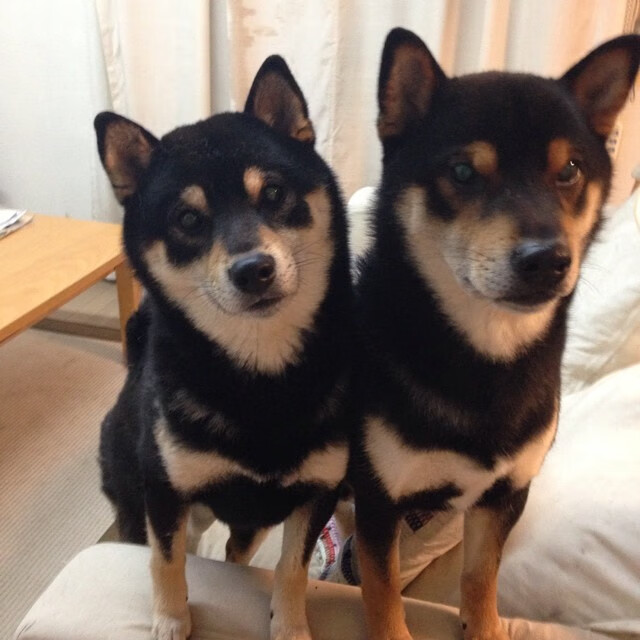 勇士苦战取胜，库里表现依旧火热，勇士的库里去哪了