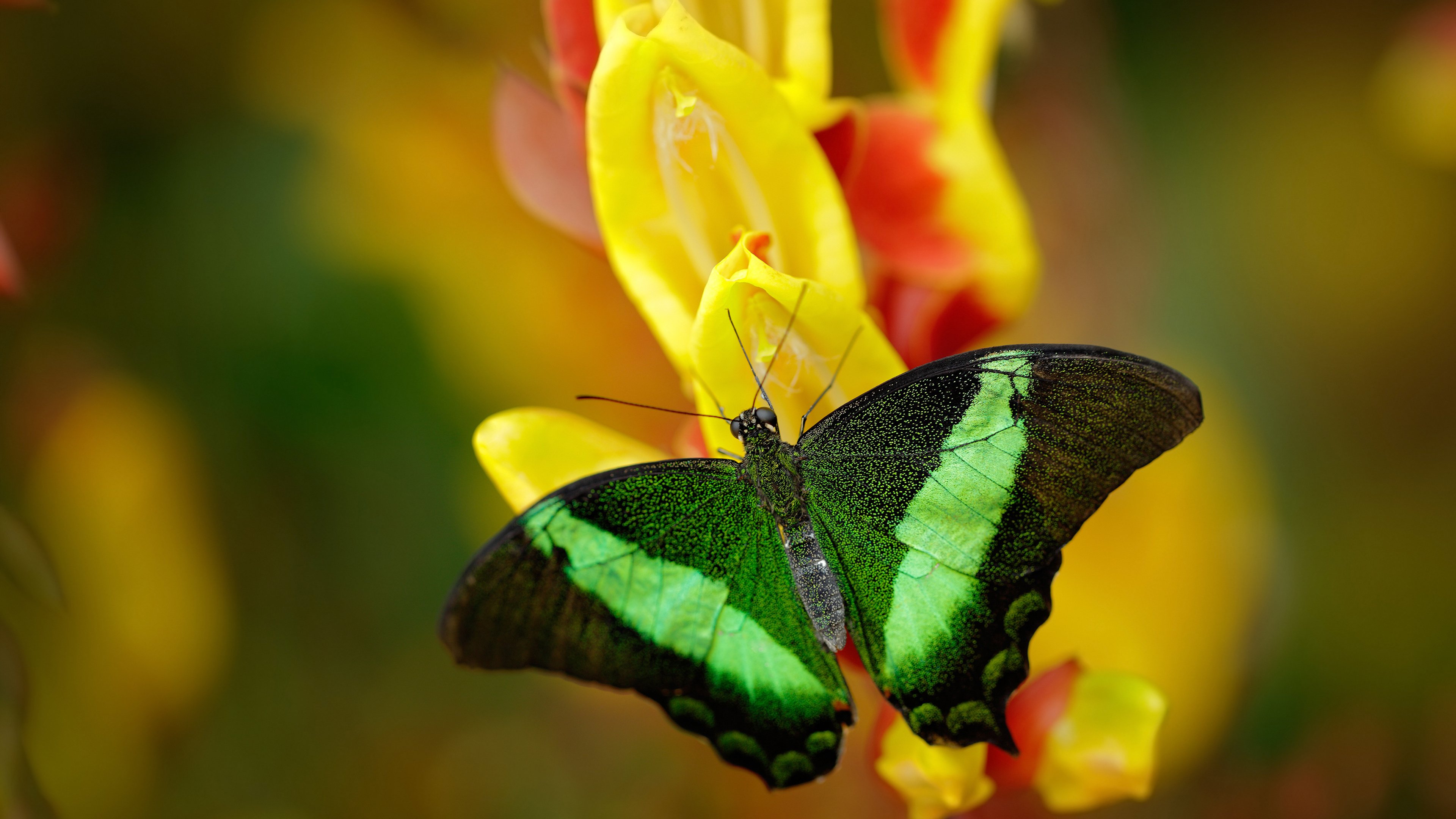 开云体育开云-_森林狼年轻球员火力十足，逐步崛起_，森林狼的球员