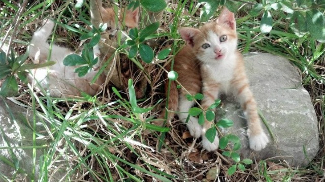 《英雄联盟》与《DOTA2》全球总决赛谁更胜一筹？，《英雄联盟》与《dota2》全球总决赛谁更胜一筹