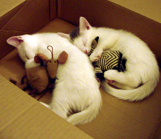 开云娱乐-全国极限飞盘冠军赛，团队配合再升级，极限飞盘世界锦标赛