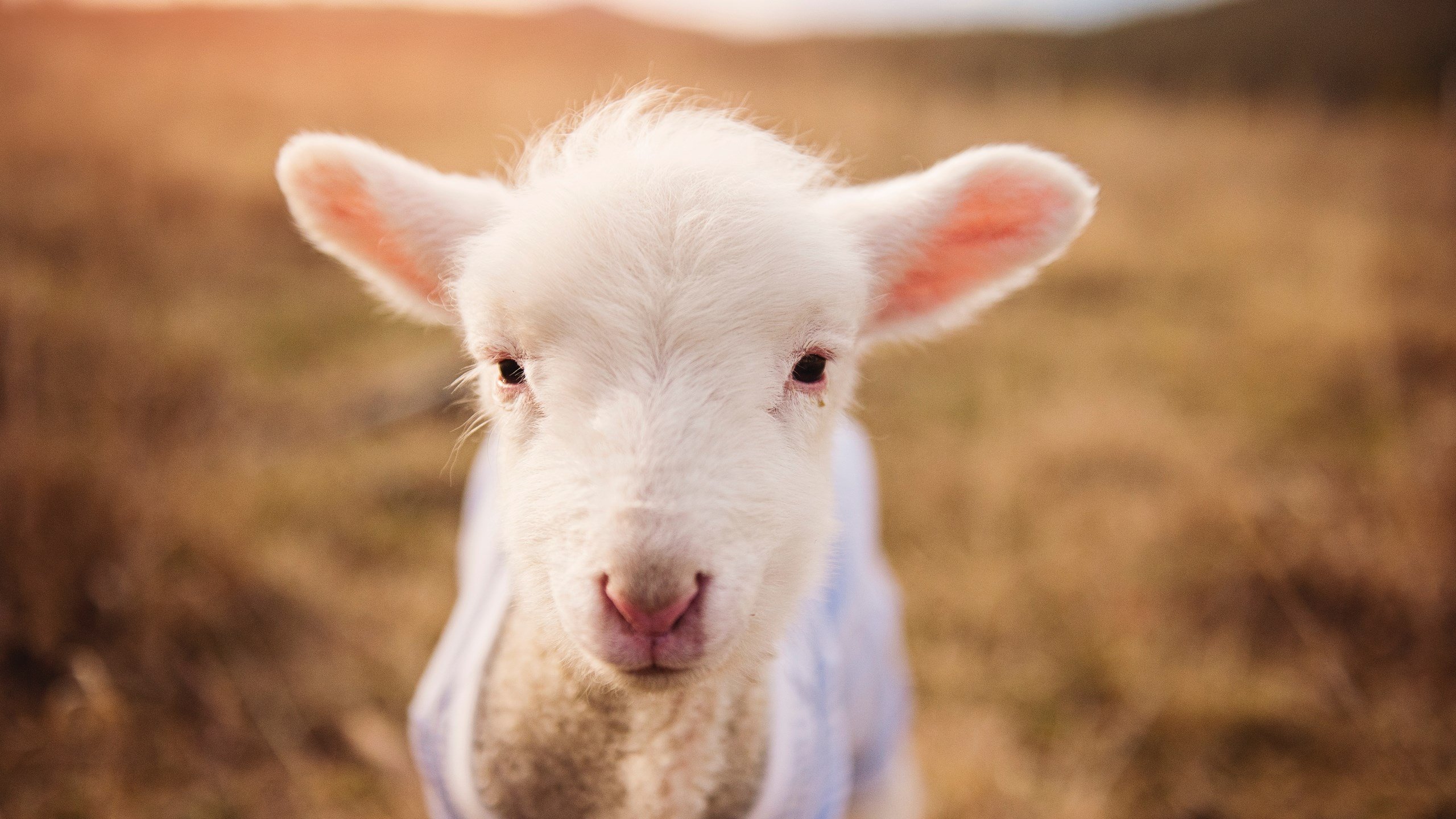 开云体育链接-全球电竞市场规模不断攀升，全球电竞游戏市场规模